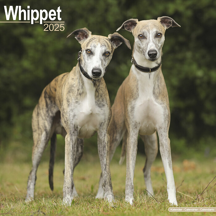 Calendrier Mural 2025 Whippet Lvrier 