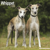 Calendrier Mural 2025 Whippet Lvrier 