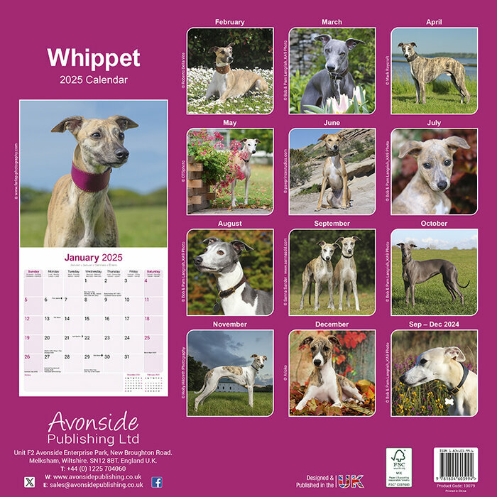 Calendrier Mural 2025 Whippet