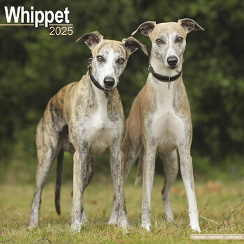 Calendrier 2025 Whippet