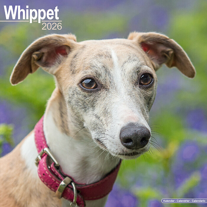 Calendrier Mural 2026 Whippet Lvrier 