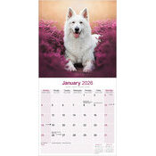 Calendrier Chiot Berger Blanc 2025