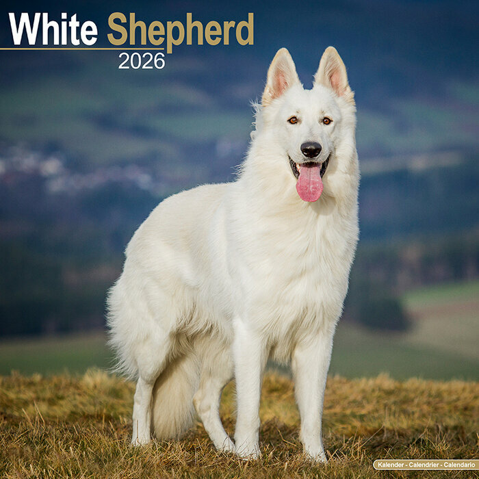 Calendrier Mural 2026 Berger Blanc Suisse
