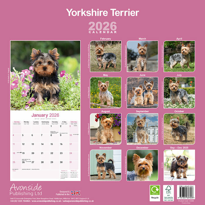 Calendrier  mural Yorkshire Terrier 2026