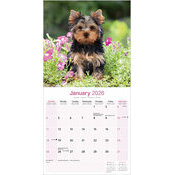 Calendrier Chiot Yorkshire 2025