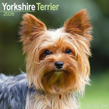 Calendrier 2025 Yorkshire Terrier