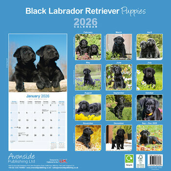 Calendrier 2025 Chiots Labrador Noir