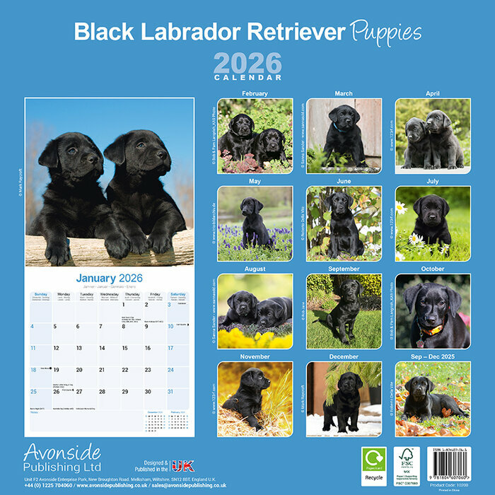 Calendrier papier Chiot Labrador Noir 2026