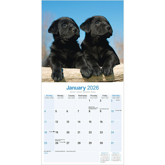 Calendrier Chiot Labrador Noir 2026