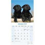 Calendrier Labrador Noir Chiot Nature 2025