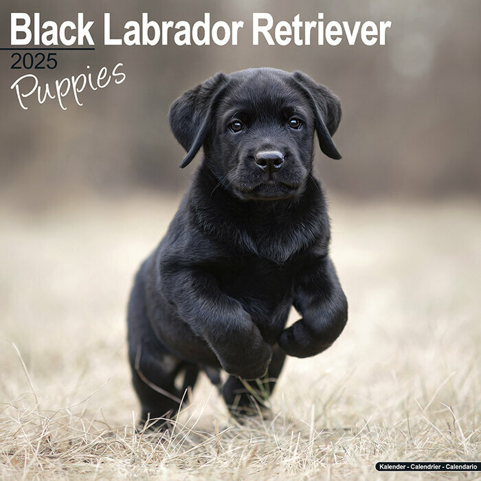 Calendrier Mural Chiot Labrador Noir 2025