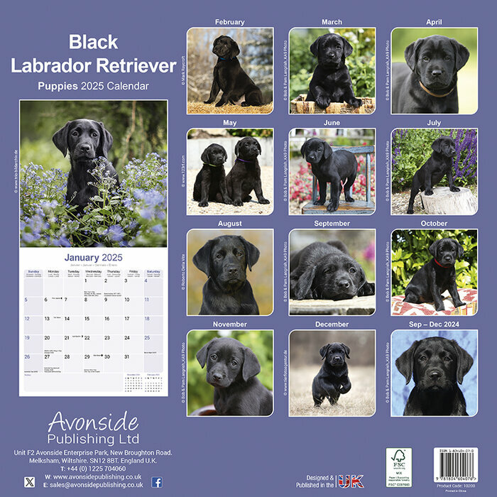 Calendrier Labrador Noir Chiot Mural 2025