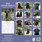 Calendrier Labrador Noir Chiot Mural 2025