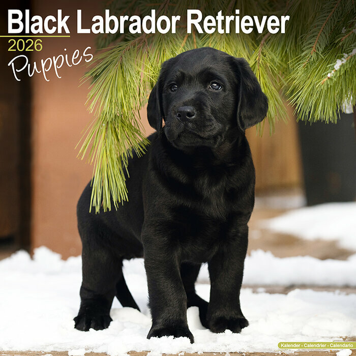 Calendrier Mural Chiot Labrador Noir 2026