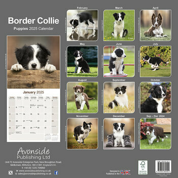 Calendrier 2025 Chiots Border Collie