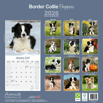 Calendrier 2025 Chiots Border Collie