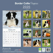 Calendrier papier 2026 Chiot Border Collie