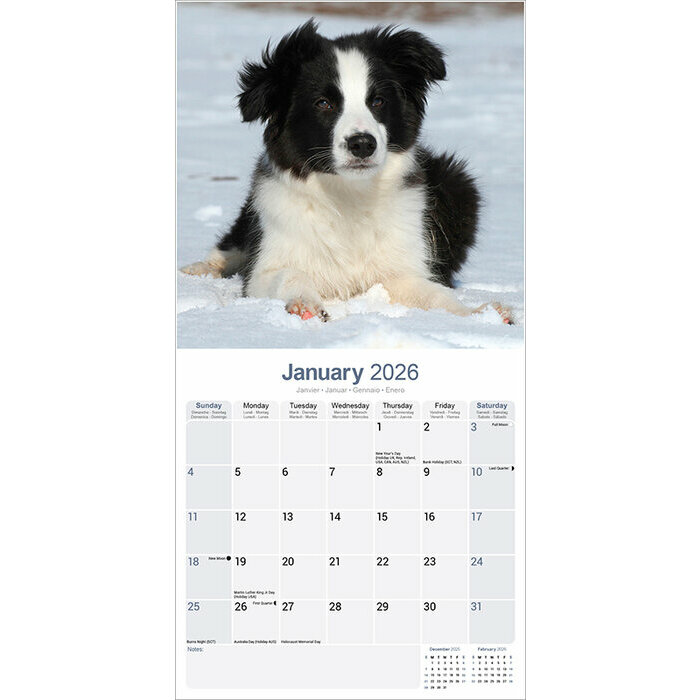 Calendrier 2026 Chiot Border Collie