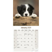 Calendrier Chiot Border Collie 2025