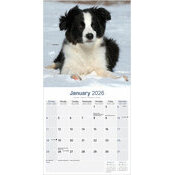 Calendrier 2026 Chiot Border Collie