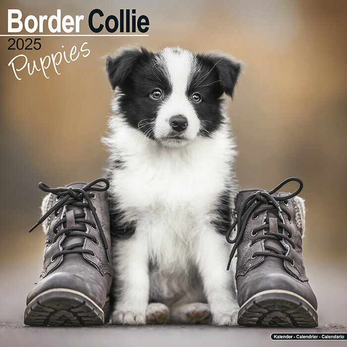 Calendrier Mural 2025 Chiot Border Collie