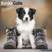 Calendrier Mural 2025 Chiot Border Collie