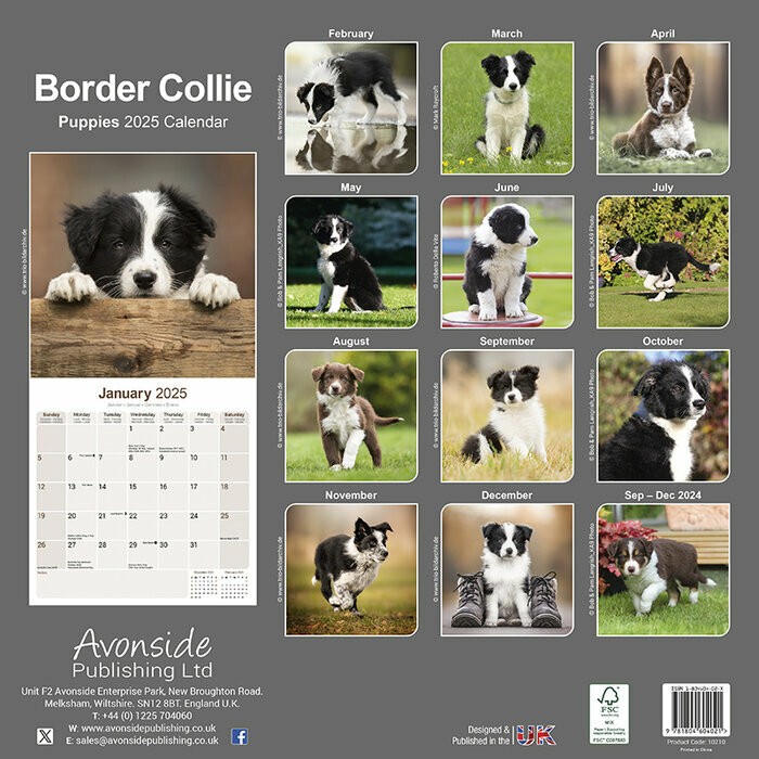 Calendrier Chien Border Collie 2025@