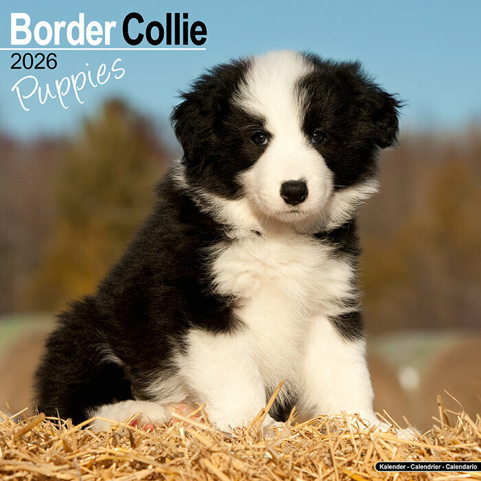 Calendrier Mural 2026 Chiot Border Collie