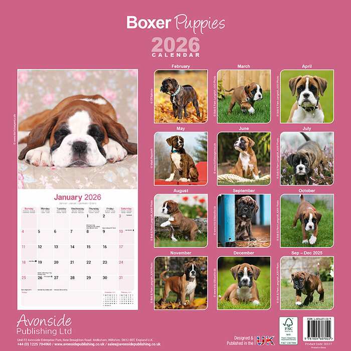 Calendrier Mural Chiot Boxer  2026