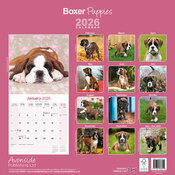 Calendrier Mural Chiot Boxer  2026