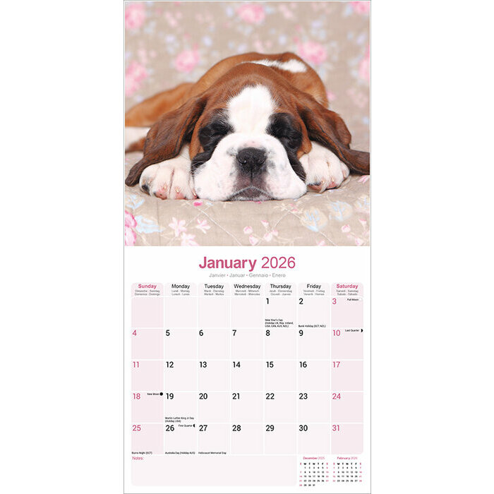 Calendrier  Chiot Boxer Mignon 2025