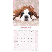 Calendrier  Chiot Boxer Mignon 2025