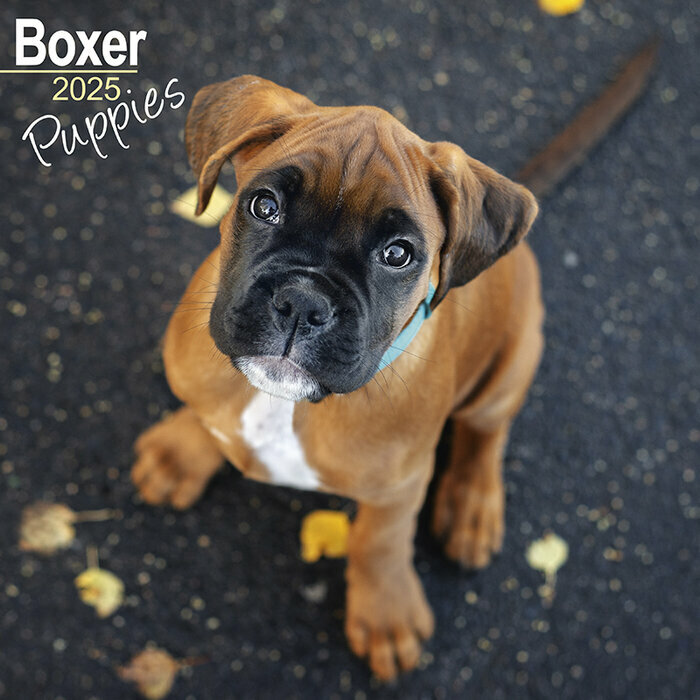 Calendrier Mural Chiot Boxer Mignon 2025