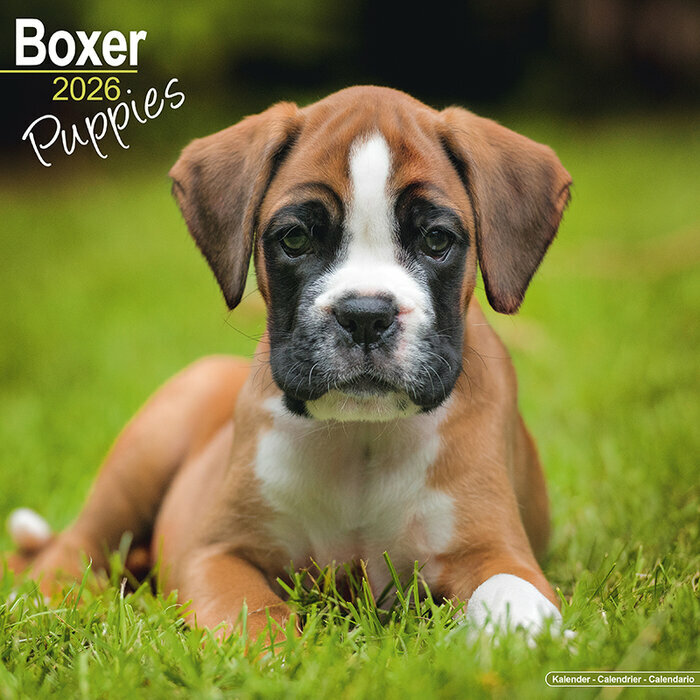 Calendrier Mural Chiot Boxer Mignon 2026