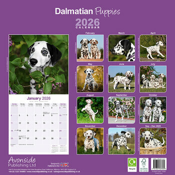 Calendrier 2025 Chiots Dalmatien