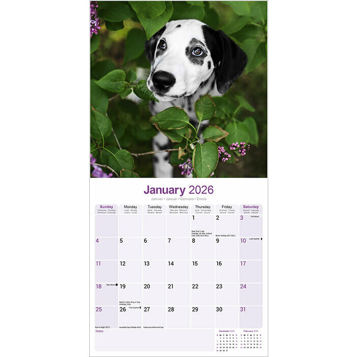 Calendrier Chiot papier Dalmatien 2026