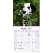 Calendrier Chiot papier Dalmatien 2026