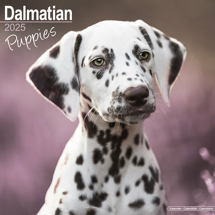 Calendrier Chiot Mural Dalmatien 2025