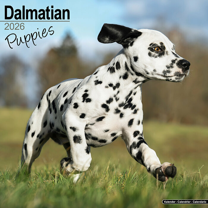 Calendrier Mural Dalmatien 2026