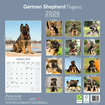 Calendrier 2025 Chiots Berger Allemand