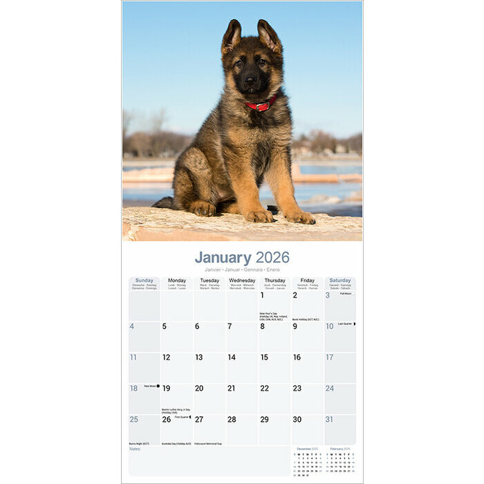 Calendrier papier Berger Allemand Chiot 2026