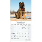 Calendrier papier Berger Allemand Chiot 2026