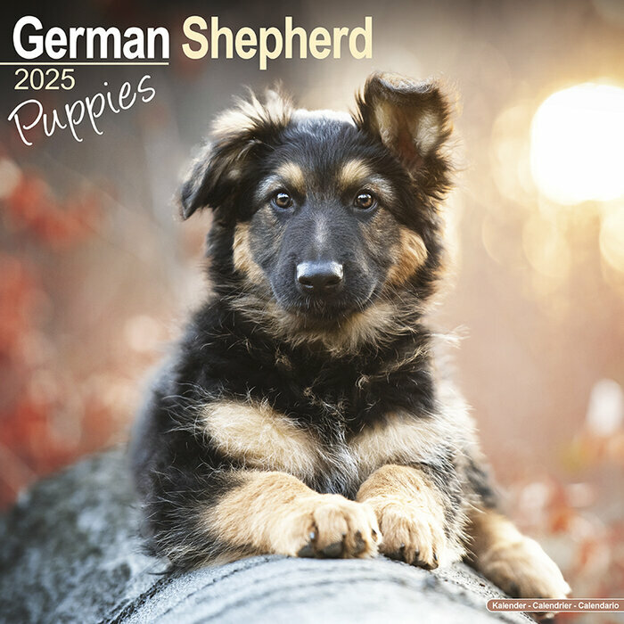 Calendrier Berger Allemand Chiot 2025
