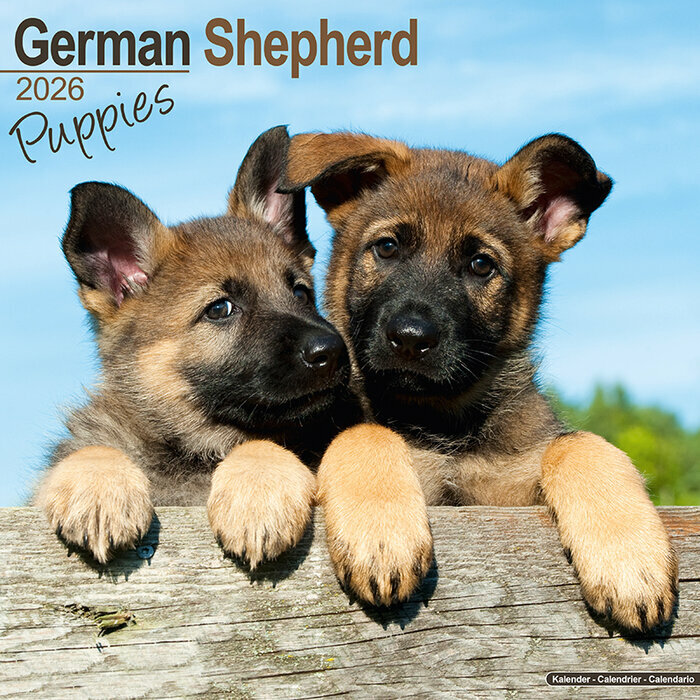 Calendrier Berger Allemand Chiot 2026