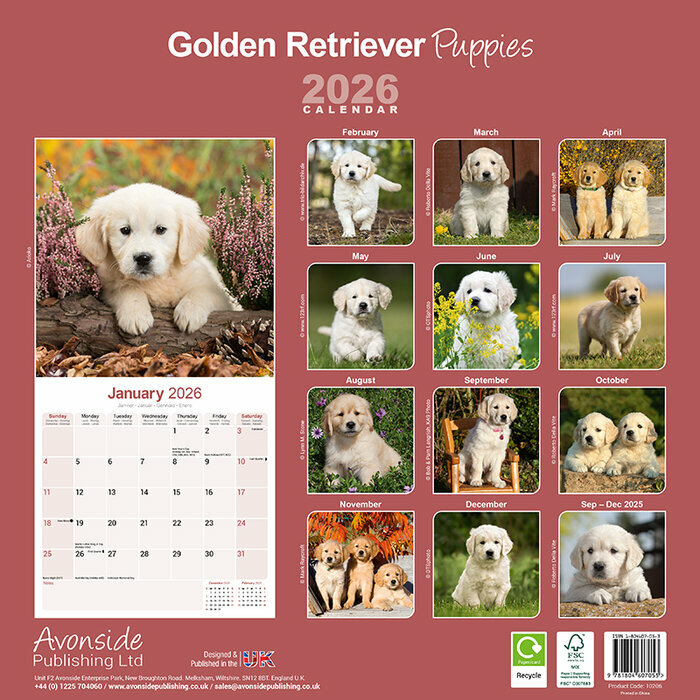Calendrier Mural  Golden Retriever 2026