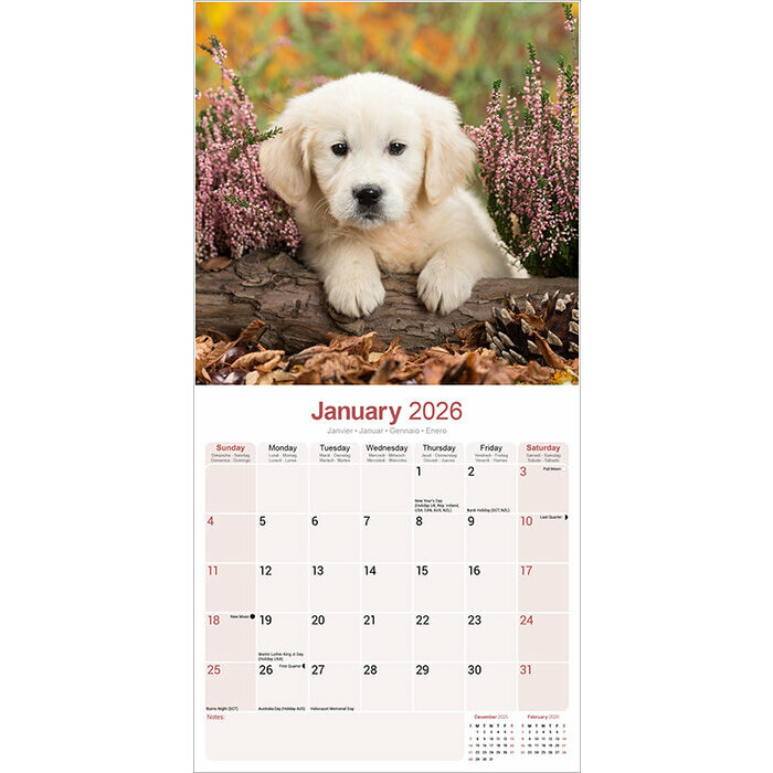 Calendrier papier Chiot Golden Retriever 2026