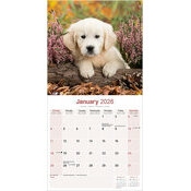 Calendrier papier Chiot Golden Retriever 2026