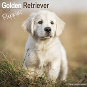 Calendrier Mural Chiot Golden Retriever 2025