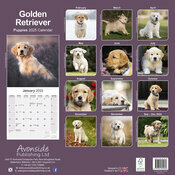 Calendrier Mural 2025 Golden Retriever