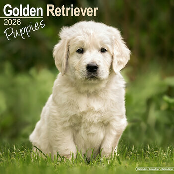 Calendrier 2025 Chiots Golden Retriever